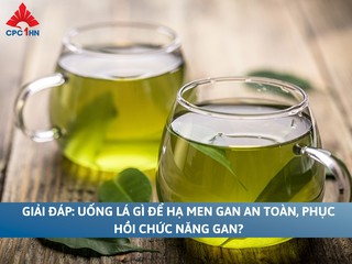 Uống lá gì để hạ men gan an toàn, phục hồi chức năng gan?